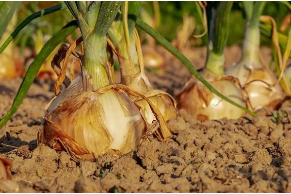 洋葱什么时候种植,可以在9月上旬时栽种