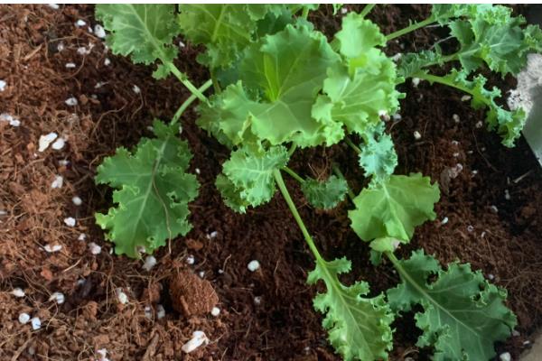羽衣甘蓝的种植方法，一般采用播种的方式繁殖