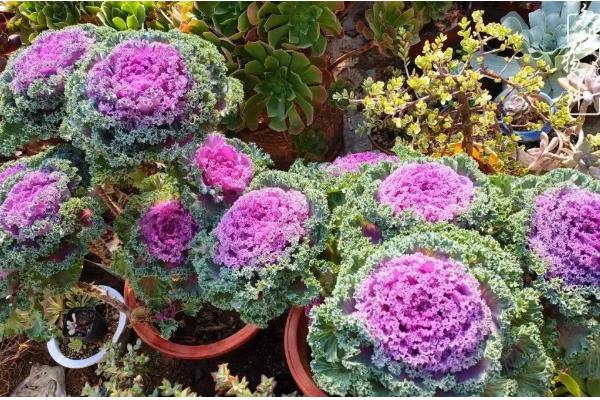 羽衣甘蓝的种植方法，一般采用播种的方式繁殖