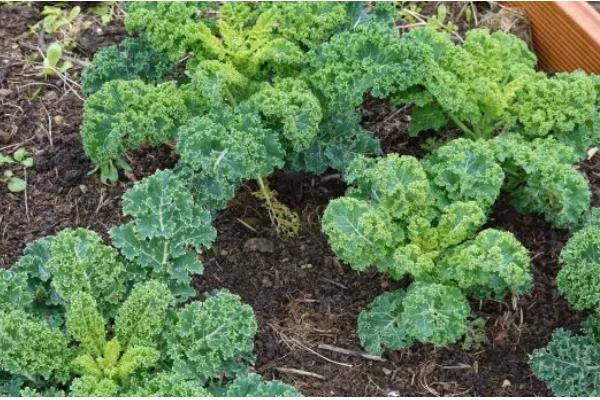 羽衣甘蓝的种植方法，一般采用播种的方式繁殖