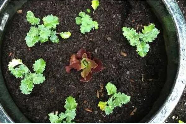 羽衣甘蓝的种植方法，一般采用播种的方式繁殖