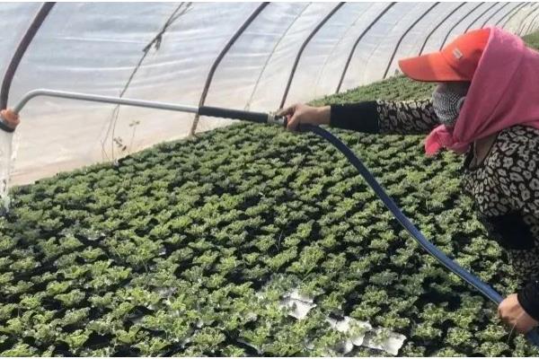 羽衣甘蓝的种植方法，一般采用播种的方式繁殖