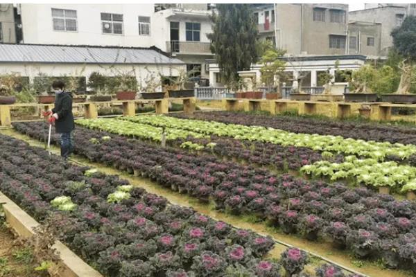 羽衣甘蓝的种植方法，一般采用播种的方式繁殖