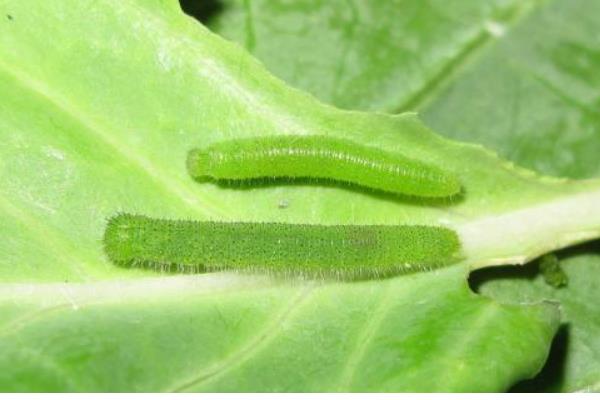 羽衣甘蓝的种植方法，一般采用播种的方式繁殖