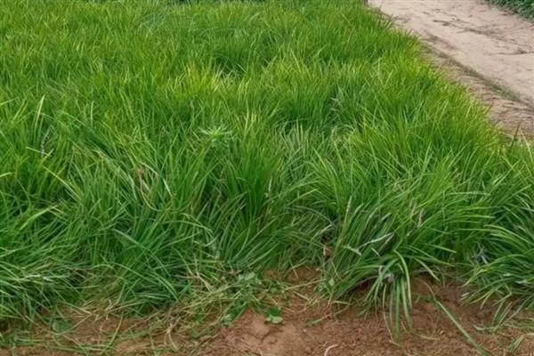 麦冬怎么管理,种植10-15天后应中耕松土