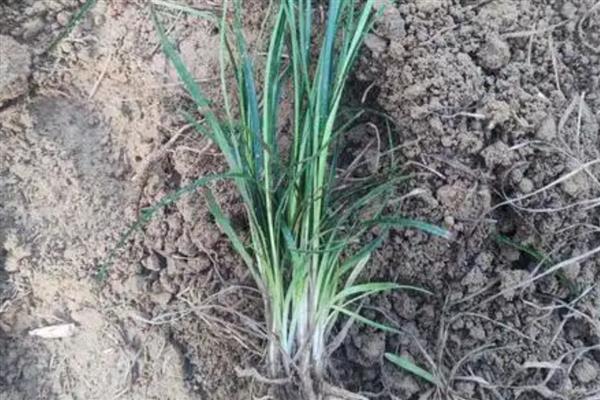 麦冬怎么管理,种植10-15天后应中耕松土