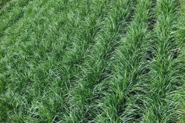 麦冬怎么管理,种植10-15天后应中耕松土