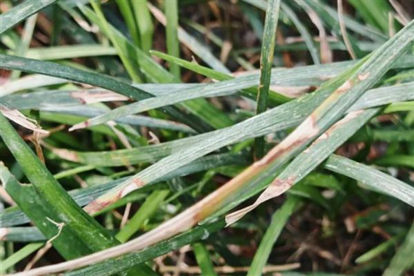 麦冬怎么管理,种植10-15天后应中耕松土