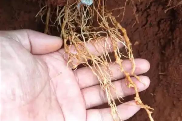 麦冬怎么管理,种植10-15天后应中耕松土