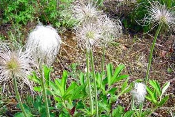 白头翁的种植方法,返青前亩施硫酸钾型复合肥10公斤