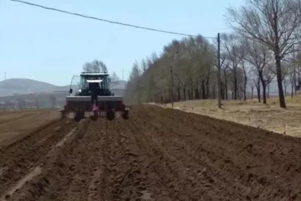 白头翁的种植方法,返青前亩施硫酸钾型复合肥10公斤