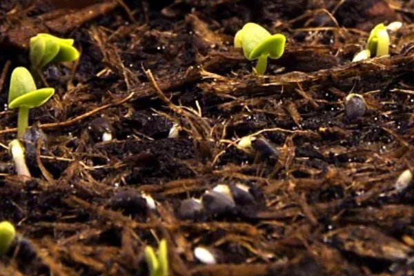 白头翁的种植方法,返青前亩施硫酸钾型复合肥10公斤