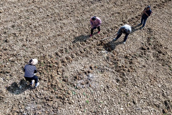 白头翁的种植方法,返青前亩施硫酸钾型复合肥10公斤