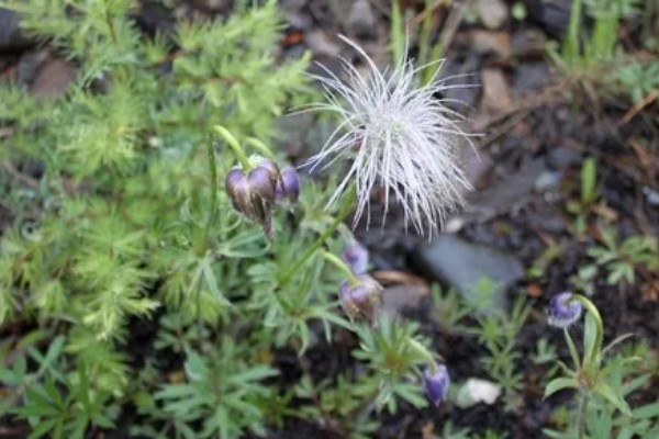 白头翁的种植方法,返青前亩施硫酸钾型复合肥10公斤