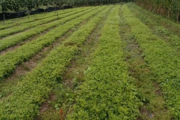 白头翁的种植方法,返青前亩施硫酸钾型复合肥10公斤