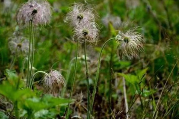 白头翁的种植方法,返青前亩施硫酸钾型复合肥10公斤