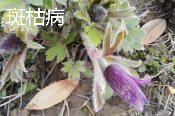 白头翁的种植方法,返青前亩施硫酸钾型复合肥10公斤