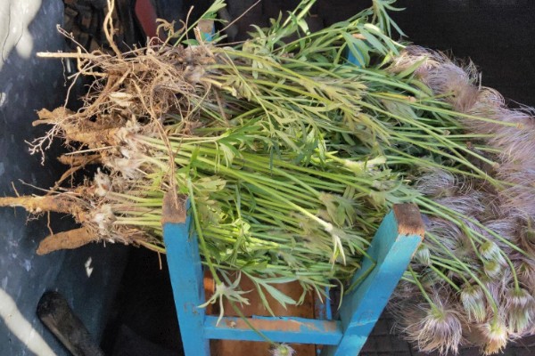 白头翁的种植方法,返青前亩施硫酸钾型复合肥10公斤