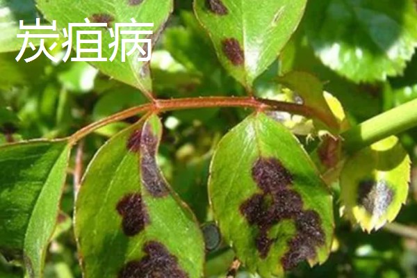 白头翁的种植方法,返青前亩施硫酸钾型复合肥10公斤