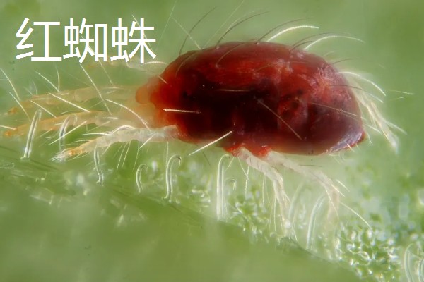 白头翁的种植方法,返青前亩施硫酸钾型复合肥10公斤