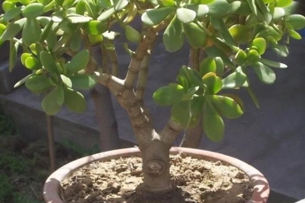 玉树枝条软的耷拉了怎么解决，需及时补充光照