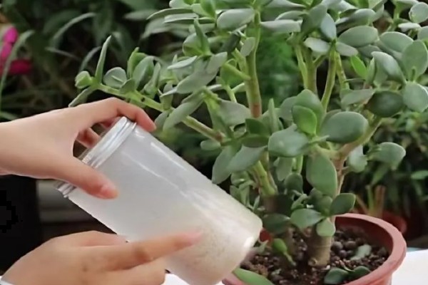 玉树枝条软的耷拉了怎么解决，需及时补充光照