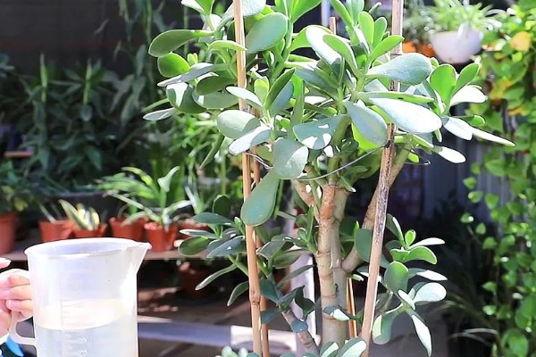 玉树枝条软的耷拉了怎么解决，需及时补充光照