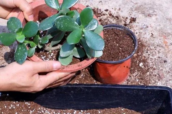 玉树枝条软的耷拉了怎么解决，需及时补充光照