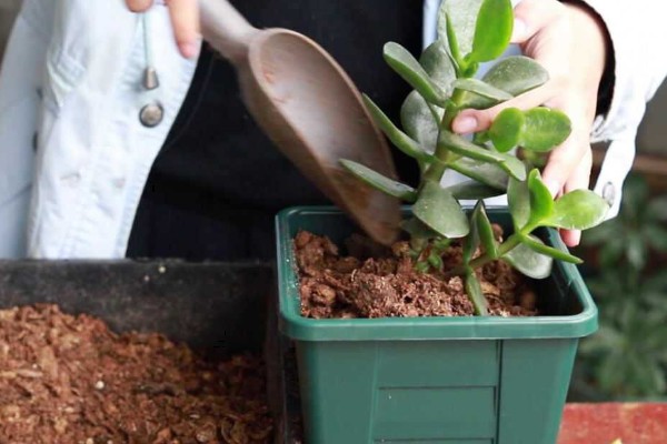 玉树枝条软的耷拉了怎么解决，需及时补充光照