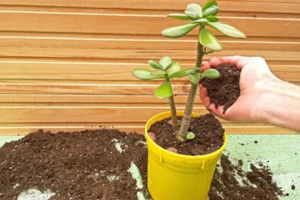 玉树枝条软的耷拉了怎么解决，需及时补充光照