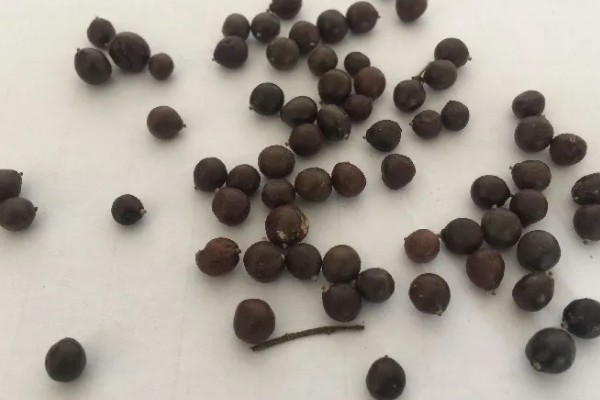 栾树品种介绍，是无患子科落叶乔木或者灌木