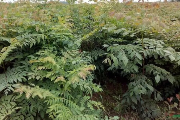 栾树品种介绍，是无患子科落叶乔木或者灌木