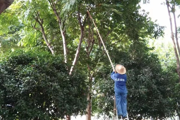 栾树品种介绍，是无患子科落叶乔木或者灌木