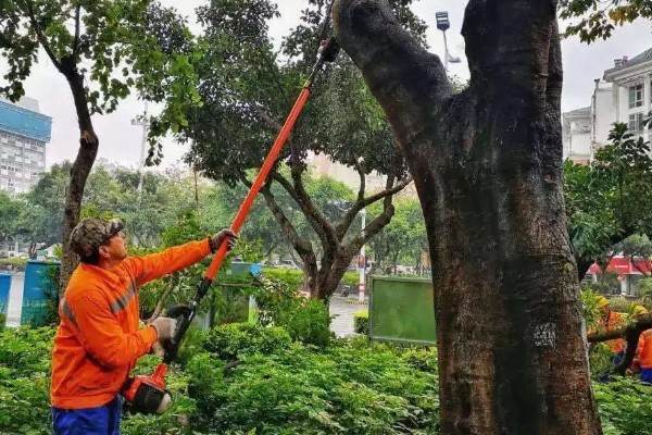 栾树品种介绍，是无患子科落叶乔木或者灌木