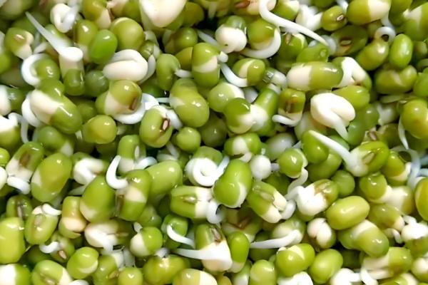 绿豆芽如何生长,会经历吸水、发芽、生长这个三个阶段