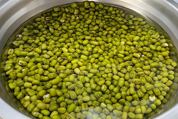 绿豆芽如何生长,会经历吸水、发芽、生长这个三个阶段