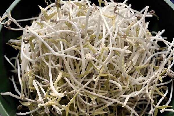 绿豆芽如何生长,会经历吸水、发芽、生长这个三个阶段