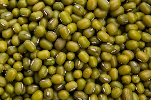 绿豆芽如何生长,会经历吸水、发芽、生长这个三个阶段