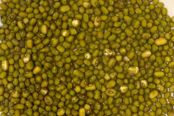 绿豆芽如何生长,会经历吸水、发芽、生长这个三个阶段