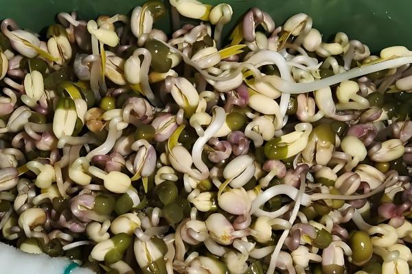 绿豆芽如何生长,会经历吸水、发芽、生长这个三个阶段