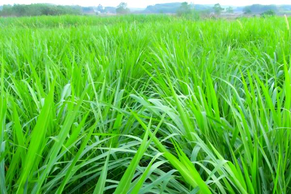 黑麦草在北方的亩产量，最终可收获25000-28000斤左右