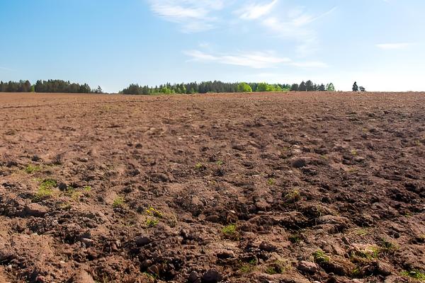 黑麦草在北方的亩产量，最终可收获25000-28000斤左右