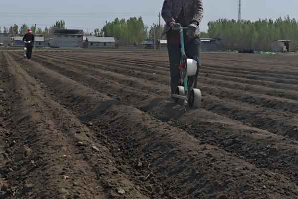 黑麦草在北方的亩产量，最终可收获25000-28000斤左右