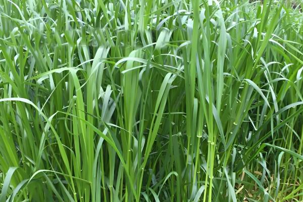 黑麦草在北方的亩产量，最终可收获25000-28000斤左右