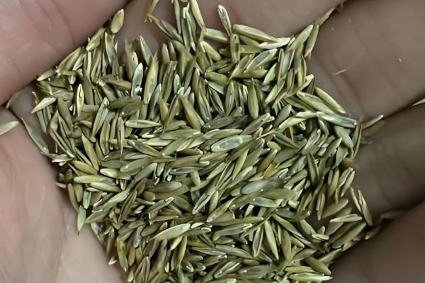 黑麦草在北方的亩产量，最终可收获25000-28000斤左右