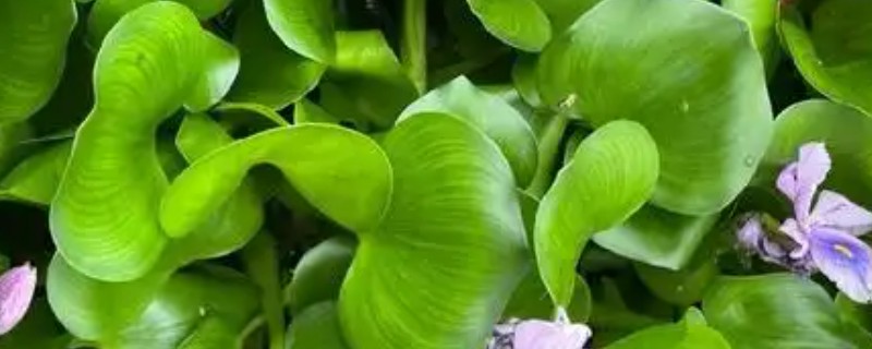 水葫芦如何过冬，要保证充足的光照