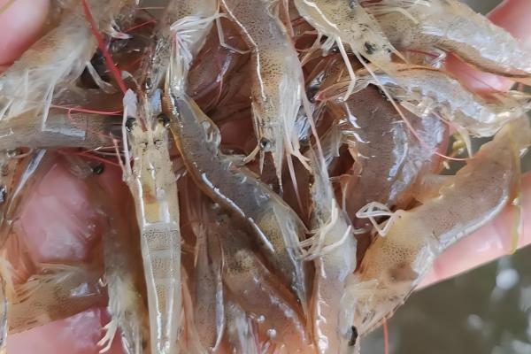 养南美白对虾一亩赚多少，通常可赚18560元左右