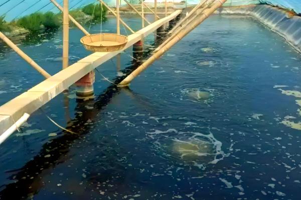 养南美白对虾一亩赚多少，通常可赚18560元左右