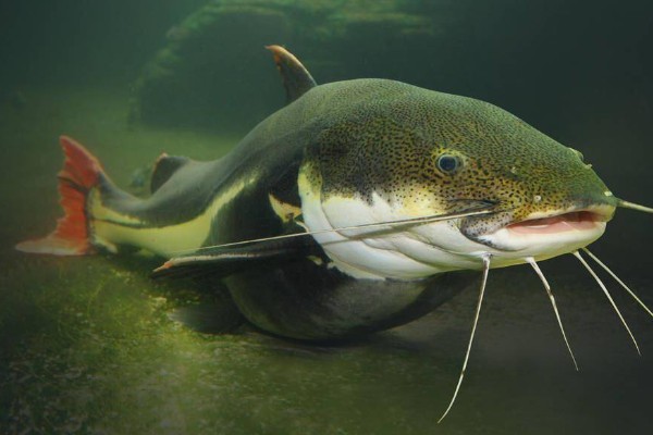 鲇鱼和鲶鱼的区别，二者没有区别