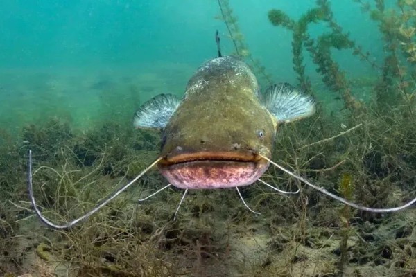 鲇鱼和鲶鱼的区别，二者没有区别